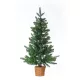 Douglas mini vianočný stromček 90 cm