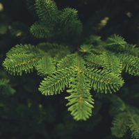 Prémiové umelé vianočné stromčeky